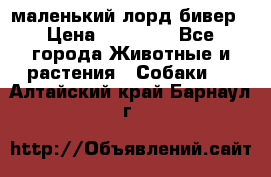 маленький лорд бивер › Цена ­ 10 000 - Все города Животные и растения » Собаки   . Алтайский край,Барнаул г.